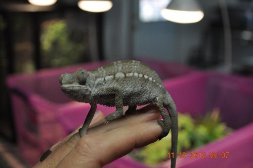male ambilobe chameleons 012a.JPG