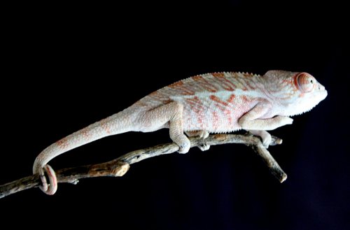 male_111513_3.jpg