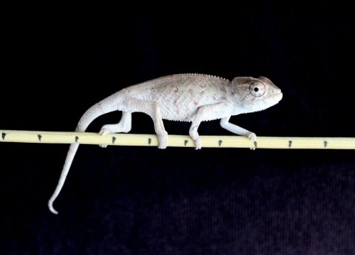 male_111513_1.jpg