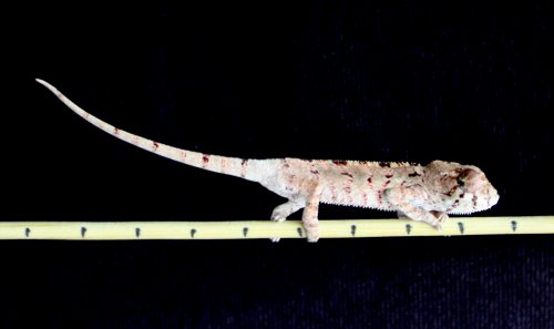 male_111513_2.jpg