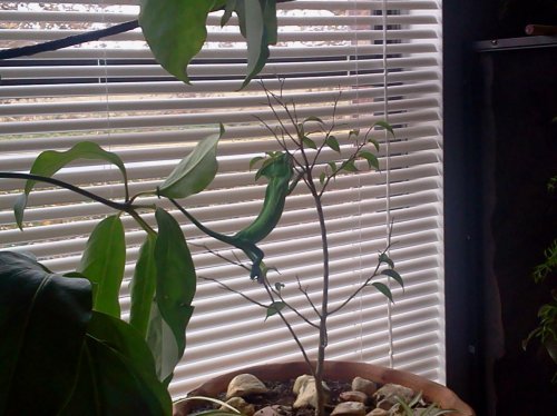 Nahla using her tail.jpg