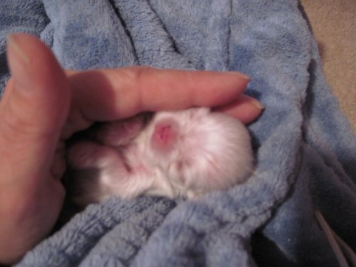 pup 004.JPG