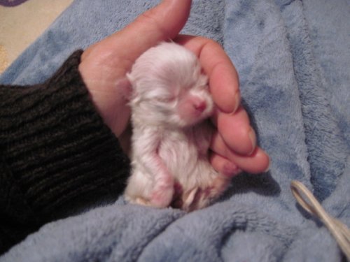 pup 006.JPG