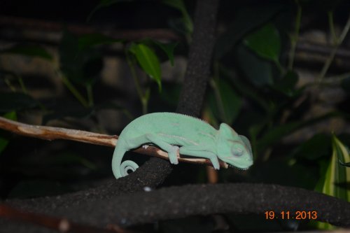 DSC_0707.jpg