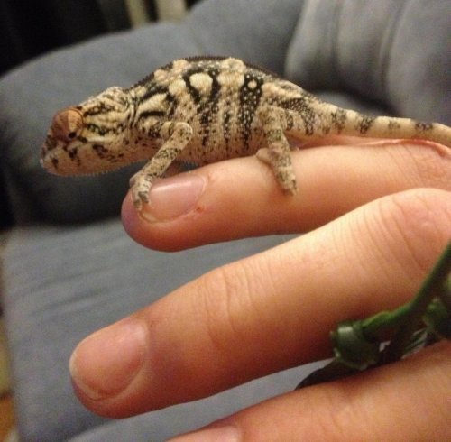 chameleon 3.jpg