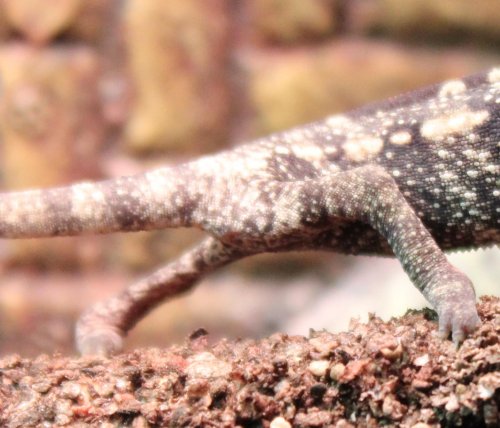 chameleon 2.jpg