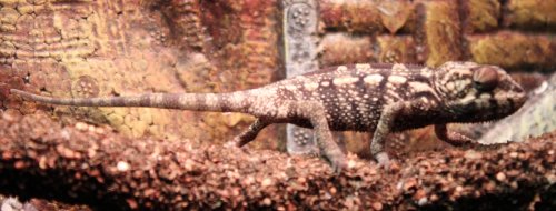 chameleon 1.jpg