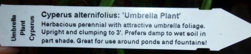 Umbrella Plant 003.jpg