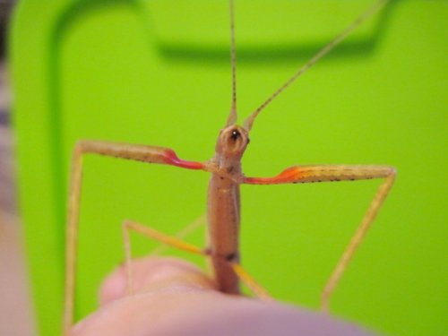 stickcham 008.JPG