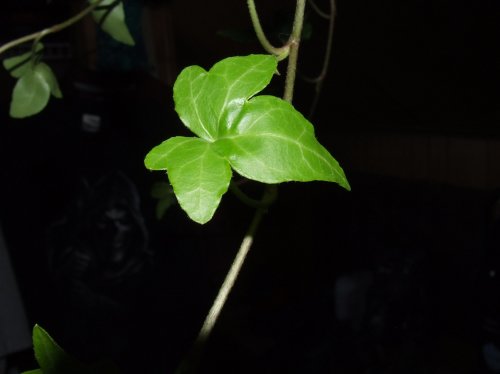 DSCF7377.jpg