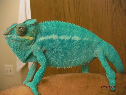 Killroy breeder.jpg