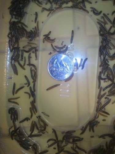 MiniMealworms1.jpg