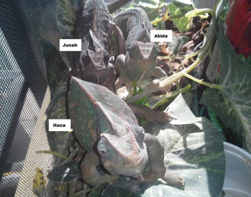 Hana and her sisters 2.jpg