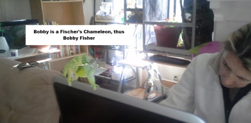 Bobby Fischer.jpg