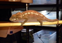 ambilobe female.jpg