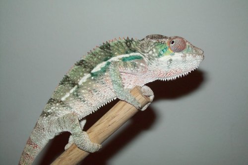 Male2(1).jpg