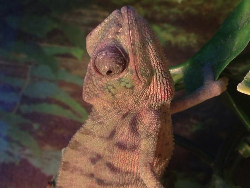 image.jpg