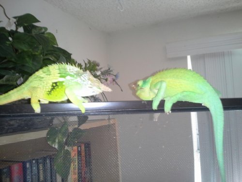 BF and TJ assessing each other.jpg