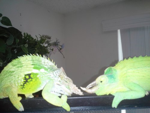 Bobby Fischer and Tito Jackson getting ready to joust.jpg