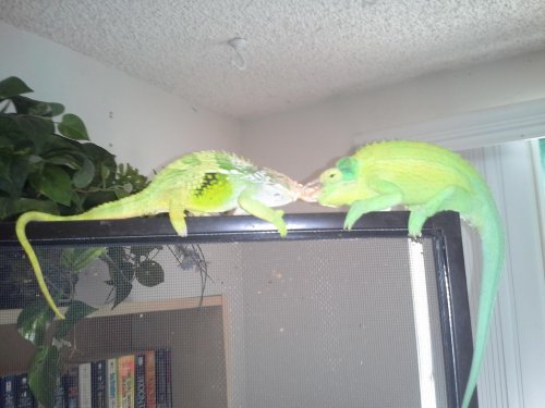 BF and TJ engaging.jpg