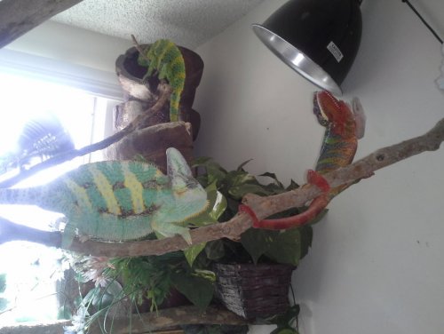 3 Male Chams, 3 Species all fine one year after pic.jpg