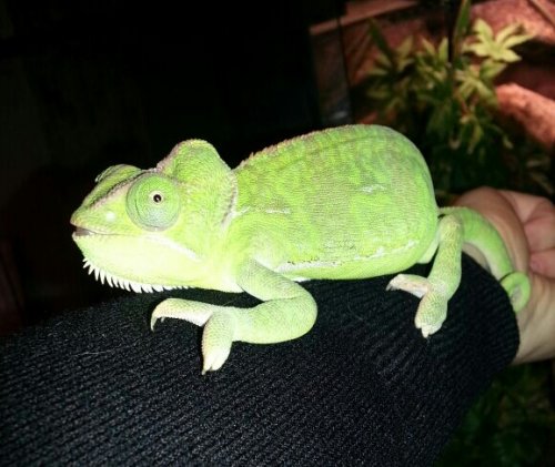 chameleon...jpg