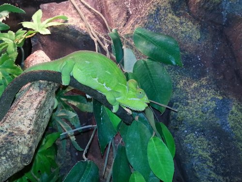 chameleon.......jpg