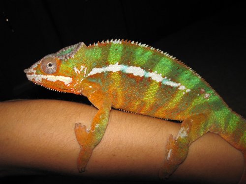 Reptiles and Halloween 2013 130.jpg