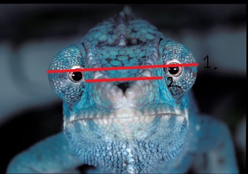 Panther-chameleon.jpg