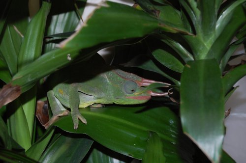 DSC_0065.jpg