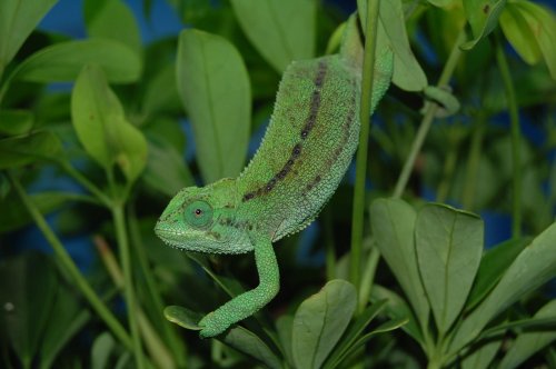DSC_0084.jpg