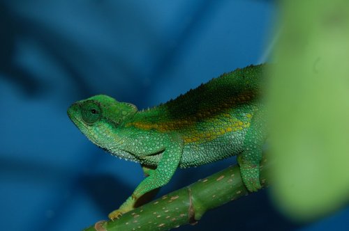 DSC_0121.jpg