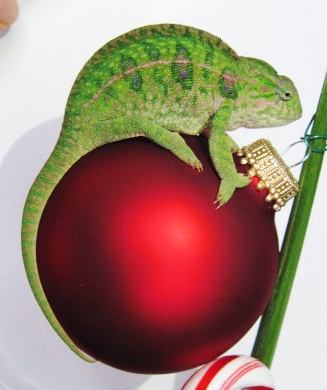 xmas cham 042.JPG