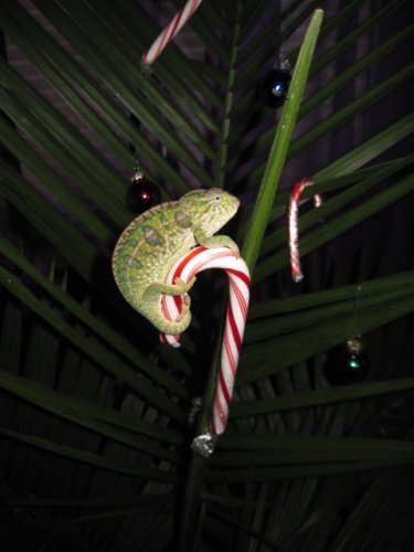 xmas cham 009.JPG