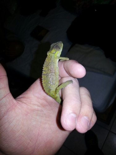 Dwarf cham...jpg