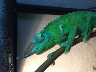 chameleon swollen eye1.jpg