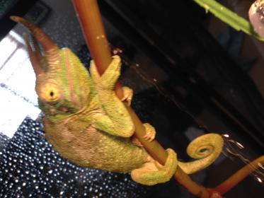 chameleon swollen eye2.jpg