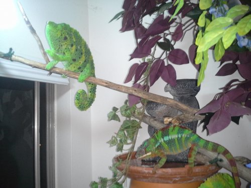 Ziggy following Melissa 2.jpg