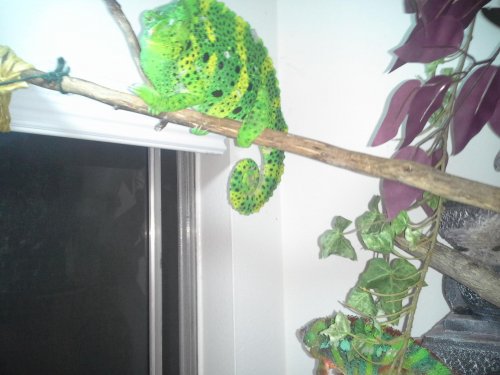 Ziggy following Melissa 3.jpg