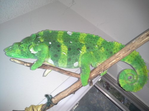 Melissa, the biggest cham I've ever seen..jpg