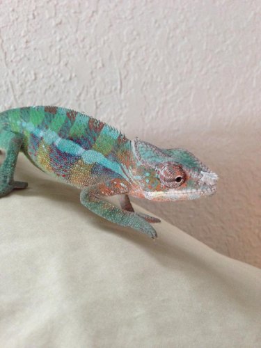 1474532_10201140796024427_1043078751_n.jpg