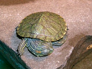 Ghost and Seahorsebaby 165.JPG