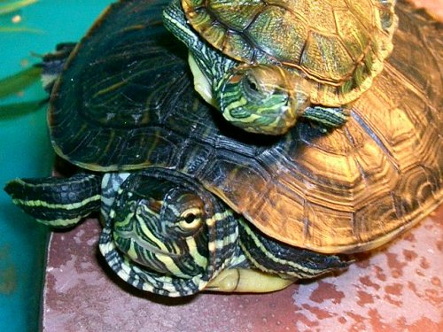 Ghost and Seahorsebaby 007.JPG