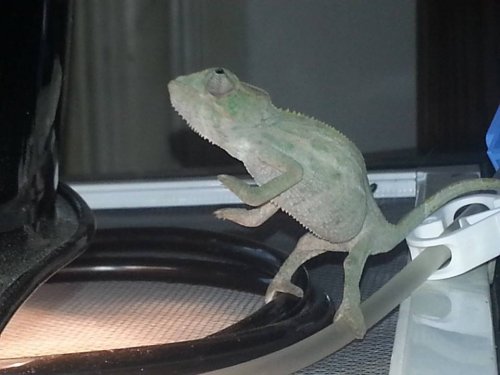 Clouseau, praise chameleon gods.jpg