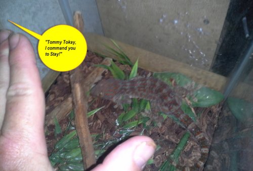 Tommy Tokay (Gecko) being fiven the Stay Command.jpg
