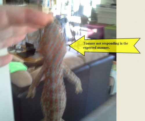 Tommy not cooperating with the Stay Command.jpg