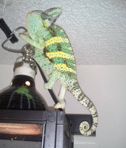 Osama Bin Allen purposlely trying to turn over heat lamp and cause a fire.  Found a Yemeni Dagge.jpg