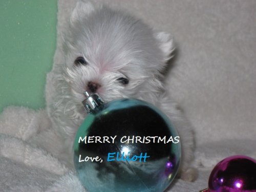 xmas 022 elliott.jpg