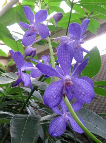 Vanda bloom.jpg