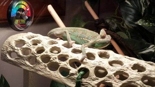 Cham Pic 1.jpg